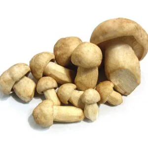 Setas de Cultivo 3Kg