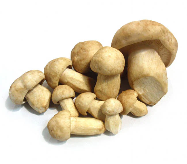 Setas de Cultivo 3Kg - Imagen 2