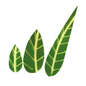 Hoja Verde de Chocolate Blanco de Hillbo