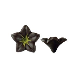 Jazmín Oro de Chocolate Negro 76uds